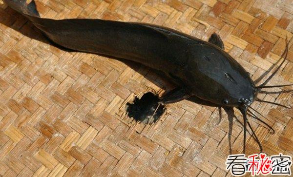 世界最具侵略性的10种鱼类 食蚊鱼/大口黑鲈榜上有名