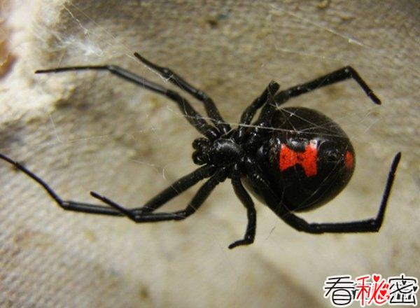 世界上哪种蜘蛛最厉害?世界上10大最厉害的蜘蛛(附图)