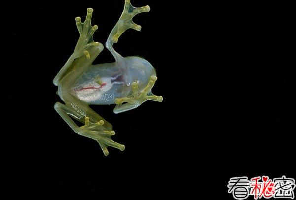 全世界最漂亮的10种青蛙 第八装死高手,第四美到惊艳