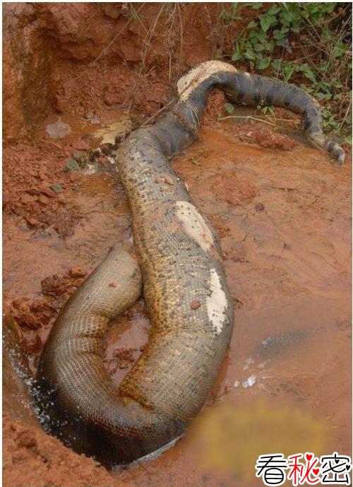 中国近700年的灵异事件：1962年；浙江沿海渔村发现巨型海蛇
