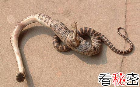 中国近700年的灵异事件：1979年科考队在神龙架发现怪蛇，可以随意组合由数百块个体组成