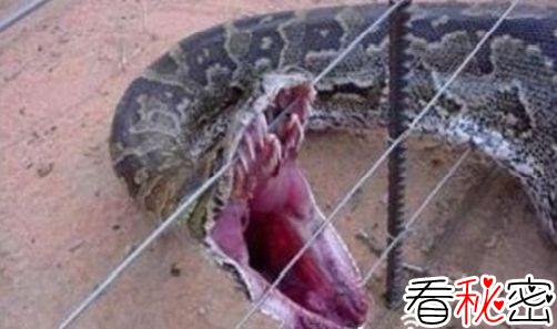 江苏射阳发现巨蛇