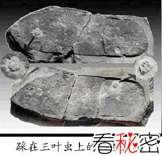 中国近700年的灵异事件：1997年；乌鲁木齐发现2.7亿年前的人类鞋(皮鞋）印化石