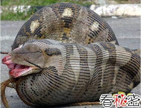 中国近700年的灵异事件：1975年北京西单动物园捕获巨型蟒蛇。100多米长5米多粗