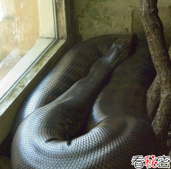 中国近700年的灵异事件：1975年北京西单动物园捕获巨型蟒蛇。100多米长5米多粗