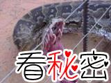1936年江苏射阳发现巨蛇，信子有2米长