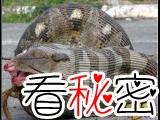 1975年北京西单动物园捕获巨型蟒蛇。100多米长5米多粗
