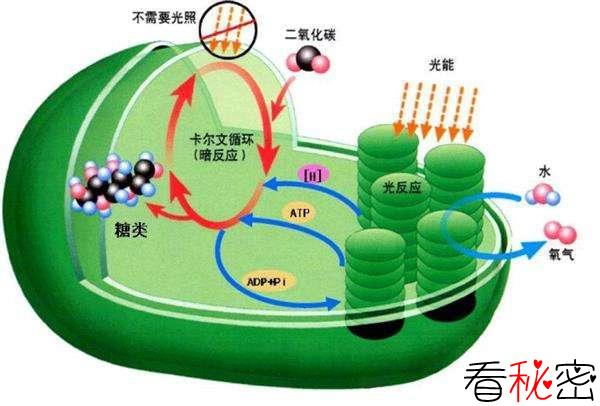 这种能量已经存在30亿年，若掌握它的奥秘，煤石油都可被淘汰！