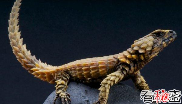世界上十大最凶猛的蜥蜴 澳洲魔蜥排第五,第二伪装高手