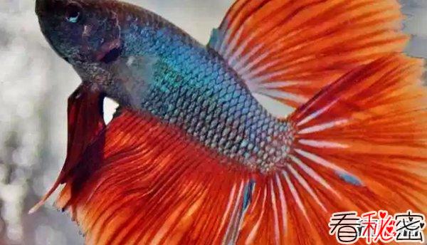 什么鱼最漂亮?盘点世界上最好看的10种鱼(附图片)
