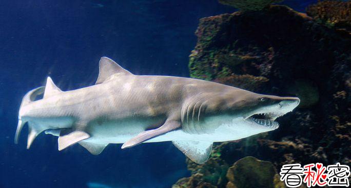 残忍的动物世界：沙虎鲨还没出生就吞食同类