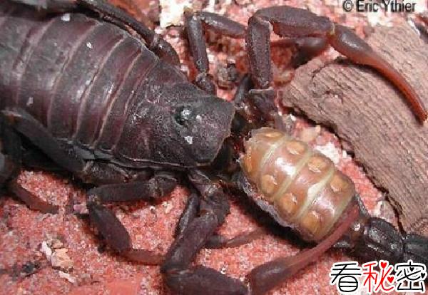 残忍的动物世界：蝎子，杀死并吃掉同类