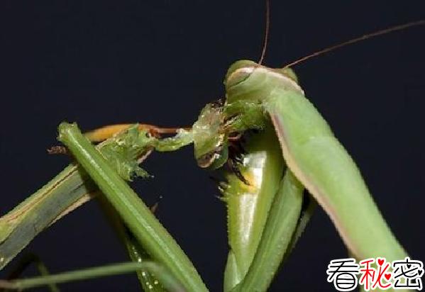 残忍的动物世界：螳螂，交配后将雄性配偶吃掉