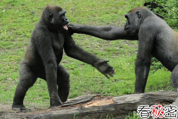 残忍的动物世界：为争夺配偶，雌性黑猩猩杀死对手的幼子
