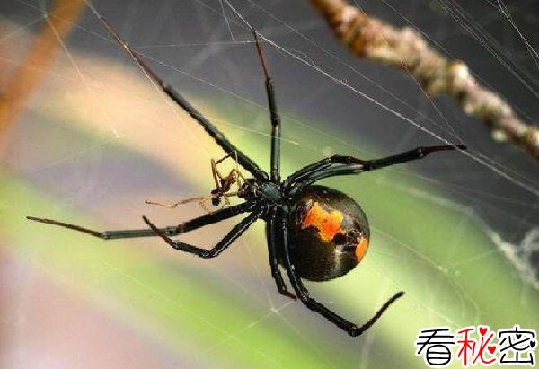 残忍的动物世界：雄性红背蛛，为交配献身