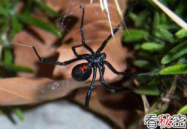 残忍的动物世界：黑寡妇蜘蛛，毒性极强，喜欢吃雌性同类