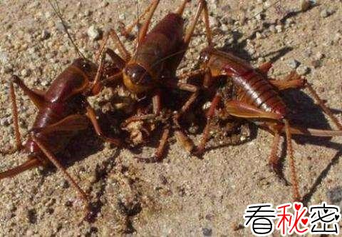 残忍的动物世界：摩门蟋蟀绝不共患难，集体残杀吞噬弱者