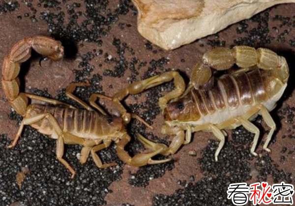 残忍的动物世界：蝎子最爱吃蝎子