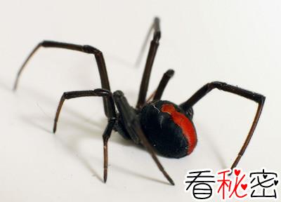 残忍的动物世界：雄性赤背蜘蛛甘心被雌性吃掉