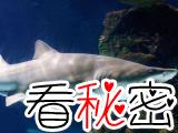 残忍的动物世界：沙虎鲨还没出生就吞食同类
