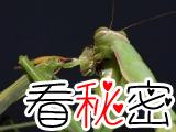 残忍的动物世界：螳螂，交配后将雄性配偶吃掉