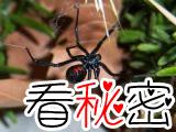 残忍的动物世界：黑寡妇蜘蛛，毒性极强，喜欢吃雌性同类