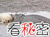 残忍的动物世界：咸水鳄，以小鳄鱼充饥