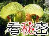 食肉植物：眼镜蛇瓶子草