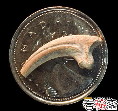 伊氏西爪龙：最小的食肉恐龙
