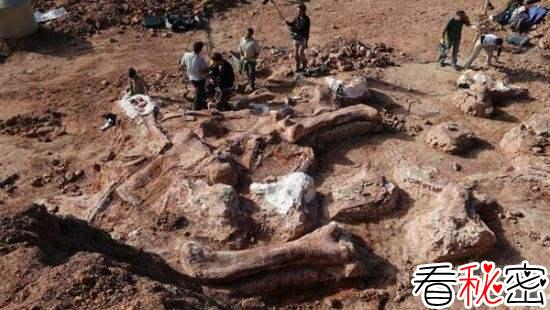 阿根廷出土史上最大恐龙化石