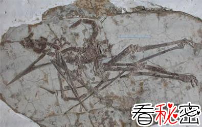 辽西发现两类新的翼龙化石