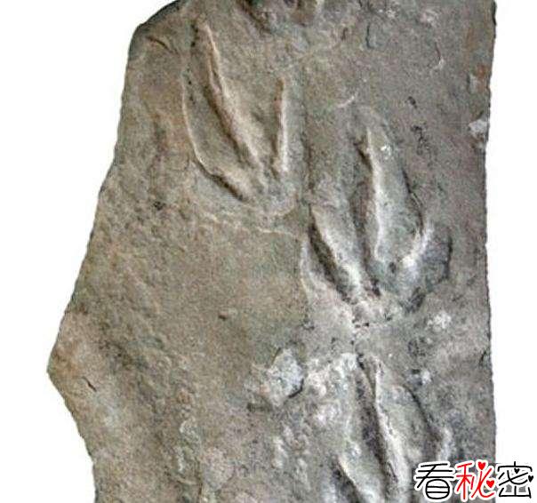 辽宁发现尾羽龙的足迹化石