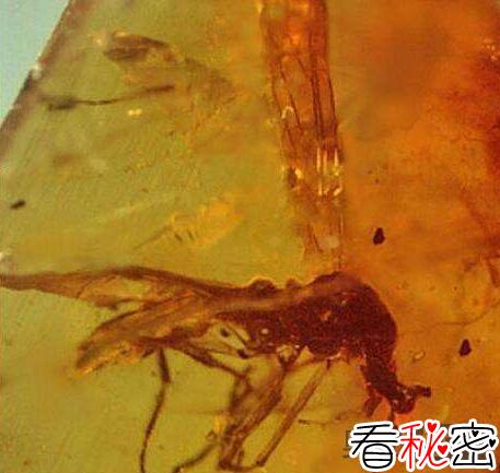 1亿年前琥珀惊现独角古蝇