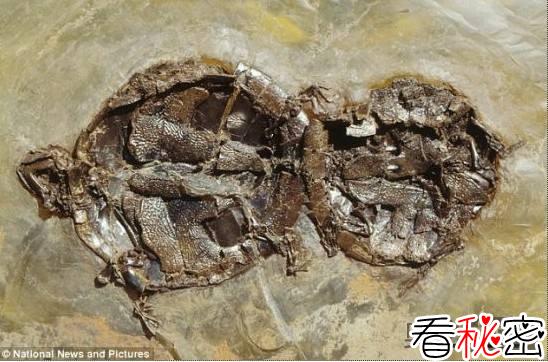 中国发现最古老龟类化石