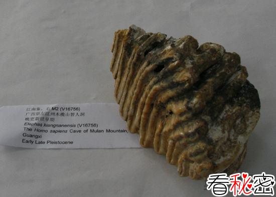 广西崇左发现智人下颌骨化石