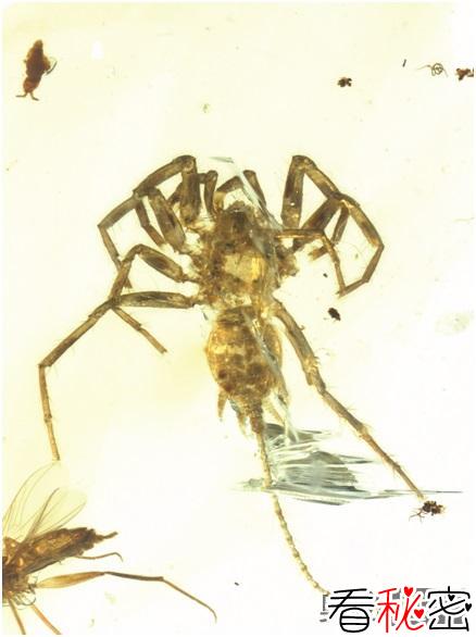 琥珀封存1亿年前的蜘蛛长着长长的尾巴