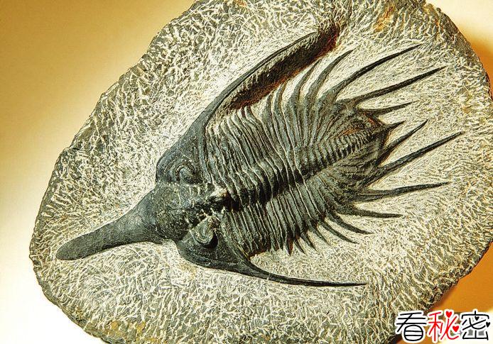 从三叶虫化石看几亿年前的求偶竞争