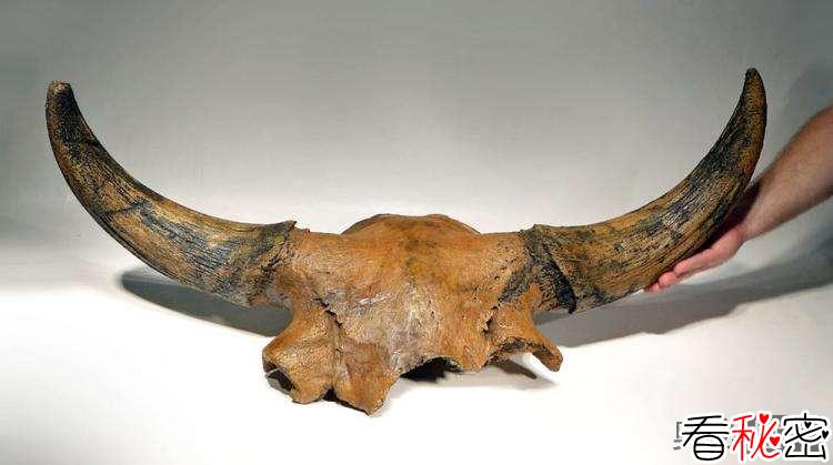 英国发现远古欧洲巨牛头骨
