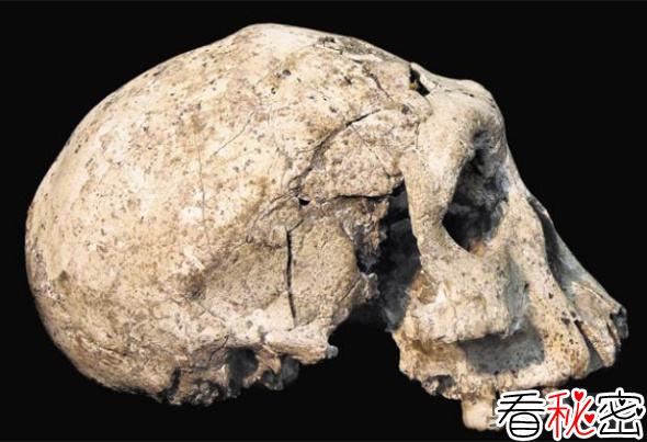 格鲁吉亚发现半猿半人生物化石