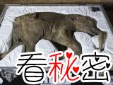 4万年前猛犸被重新埋进雪地