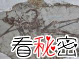辽西发现两类新的翼龙化石
