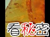 1亿年前琥珀惊现独角古蝇