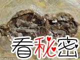 中国发现最古老龟类化石