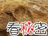 考古学解答先有鸡还是先有蛋