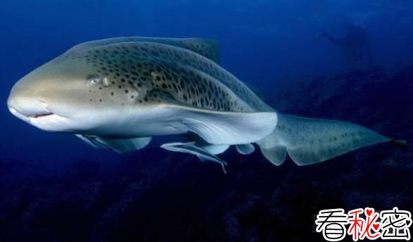 豹纹鲨连续四年单性繁殖创记录