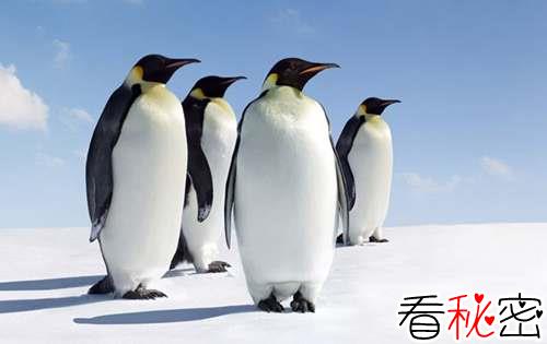 企鹅识途之谜：没有参照物，企鹅靠什么“超能力”回家？
