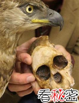 人类祖先曾是鸟类食物