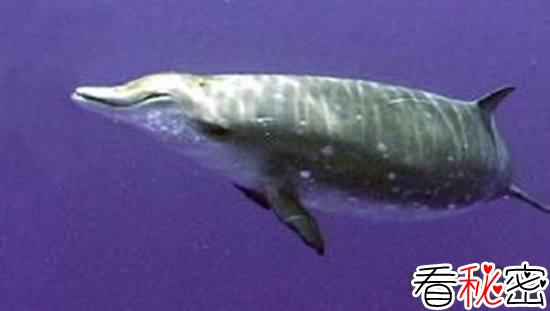 突吻鲸进化将会导致新物种产生