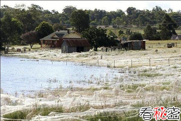 澳大利亚百万蜘蛛迁移壮观景象
