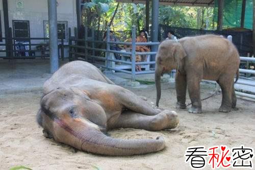 大象死亡